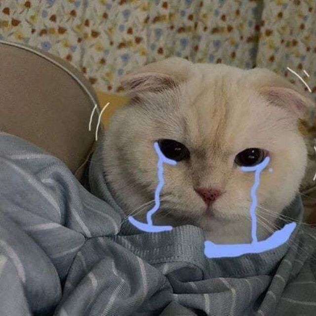 meme mèo xin lỗi cute nhất