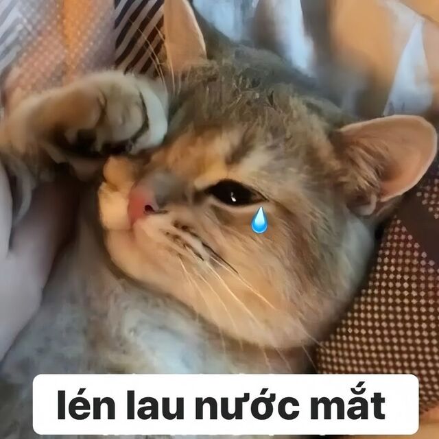 meme mèo xin lỗi cute nhất