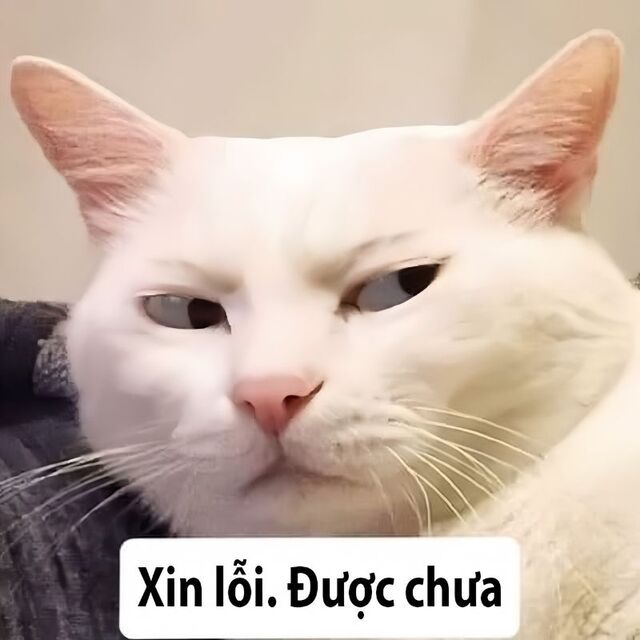 meme mèo xin lỗi cute nhất
