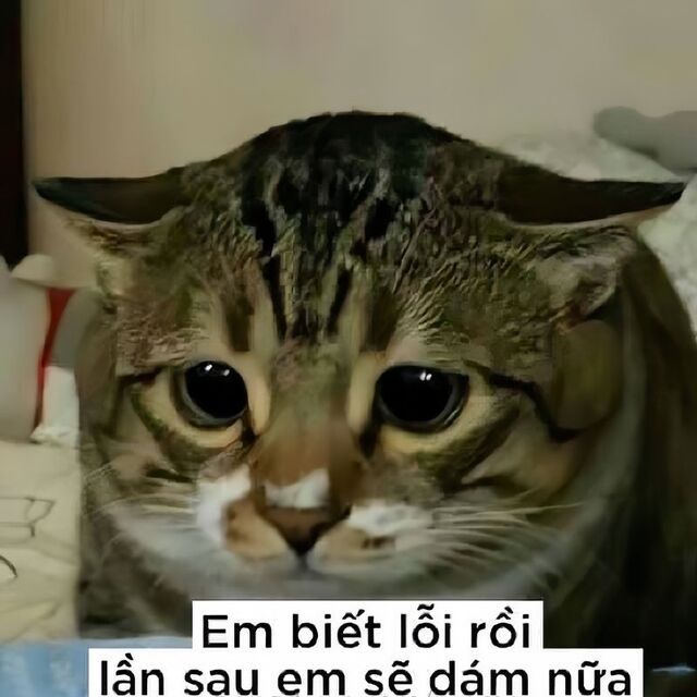 meme mèo xin lỗi cute nhất