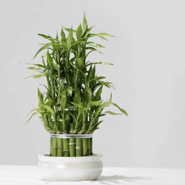 Hình đại diện Zalo mang lại may mắn