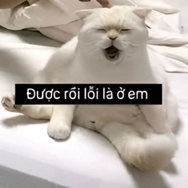 meme mèo xin lỗi cute nhất