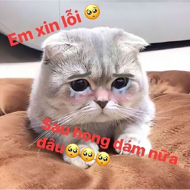 meme mèo xin lỗi cute nhất