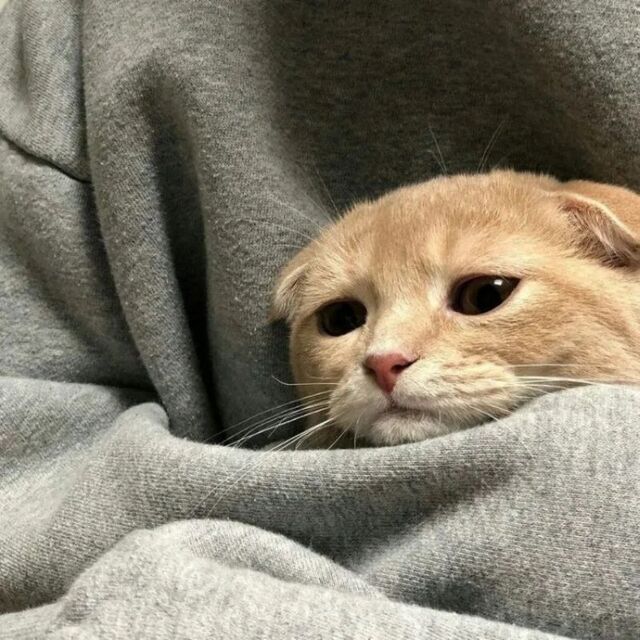 meme mèo xin lỗi cute nhất