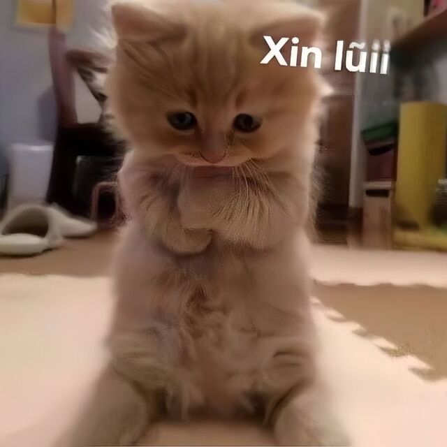 meme mèo xin lỗi cute nhất