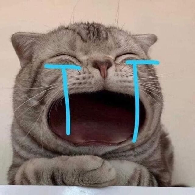 meme mèo xin lỗi cute nhất