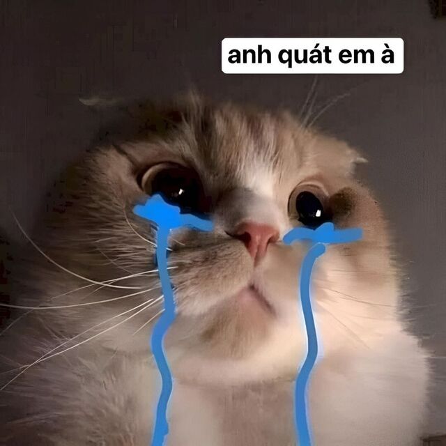 meme mèo xin lỗi cute nhất