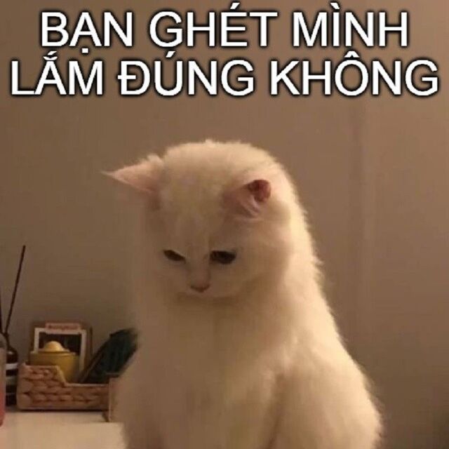 meme mèo xin lỗi cute nhất