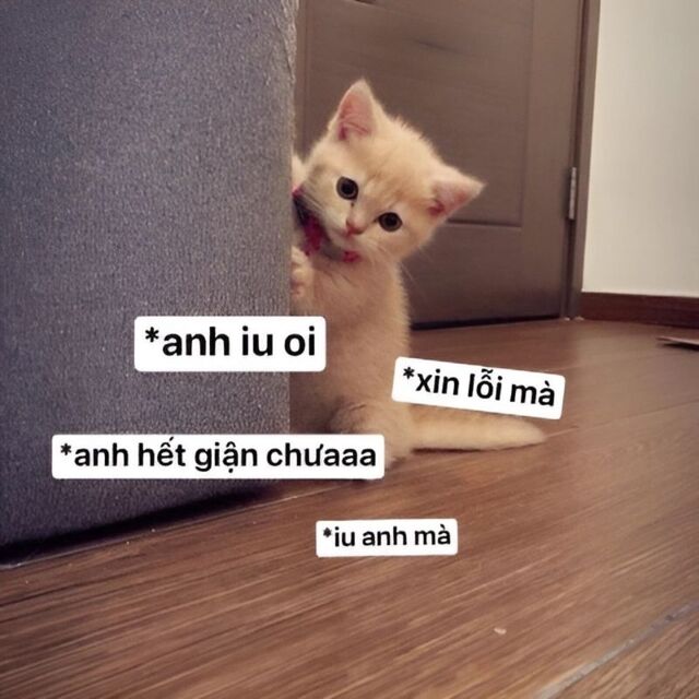 meme mèo xin lỗi cute nhất