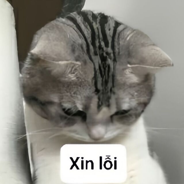 meme mèo xin lỗi cute nhất