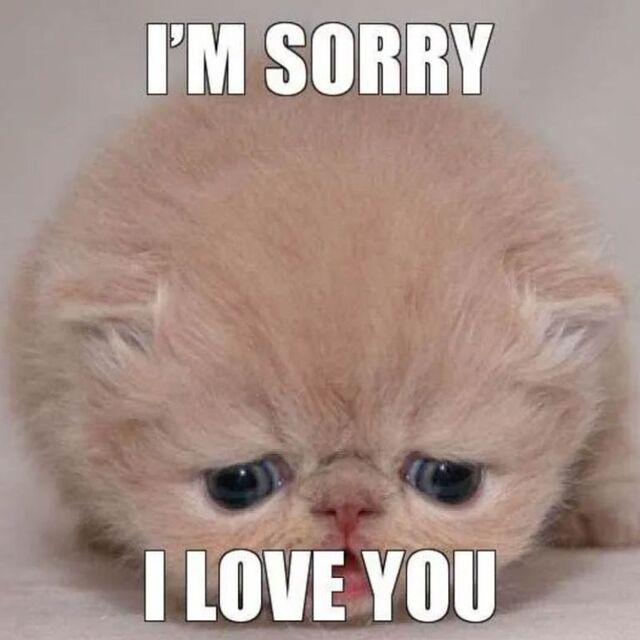 meme mèo xin lỗi cute nhất