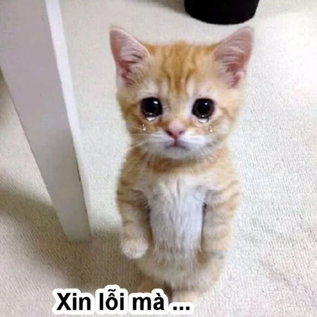 meme mèo xin lỗi cute nhất