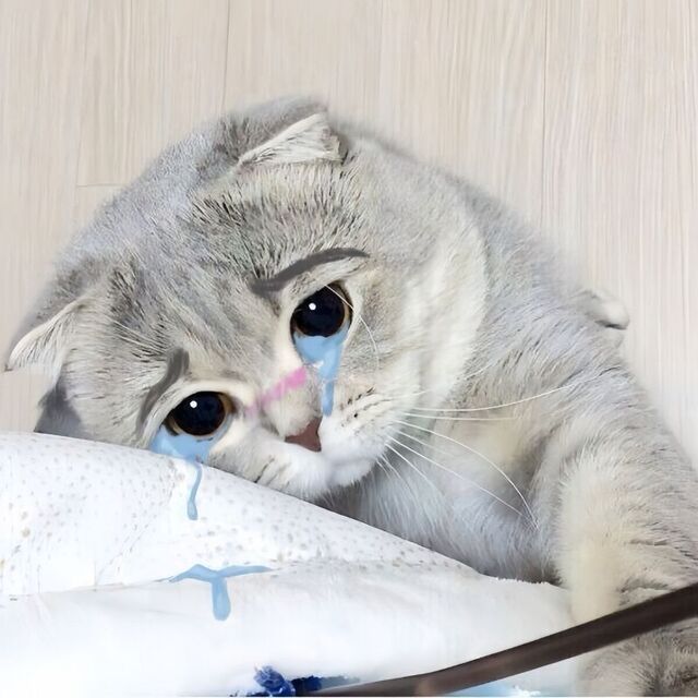meme mèo xin lỗi cute nhất