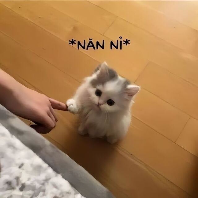 meme mèo xin lỗi cute nhất