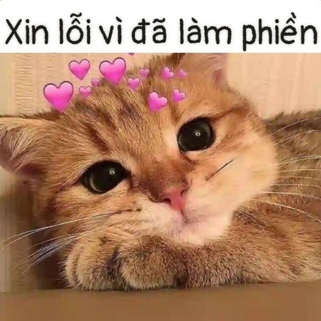 meme mèo xin lỗi cute nhất