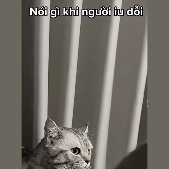 meme mèo xin lỗi cute nhất