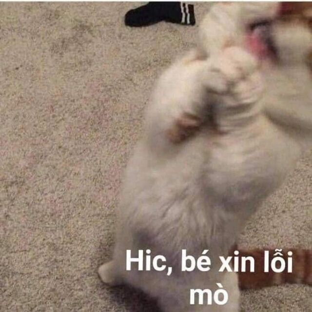meme xin lỗi người yêu