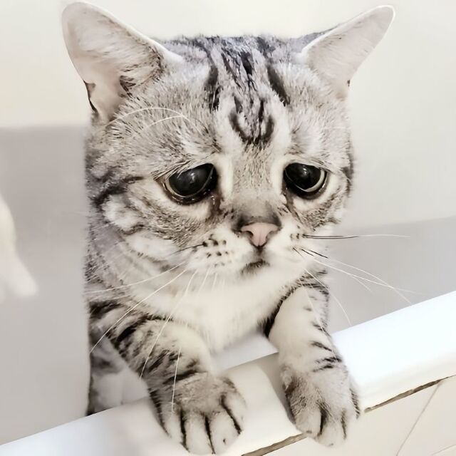 meme mèo xin lỗi cute nhất