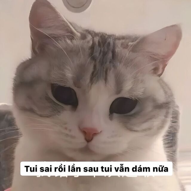 meme mèo xin lỗi cute nhất
