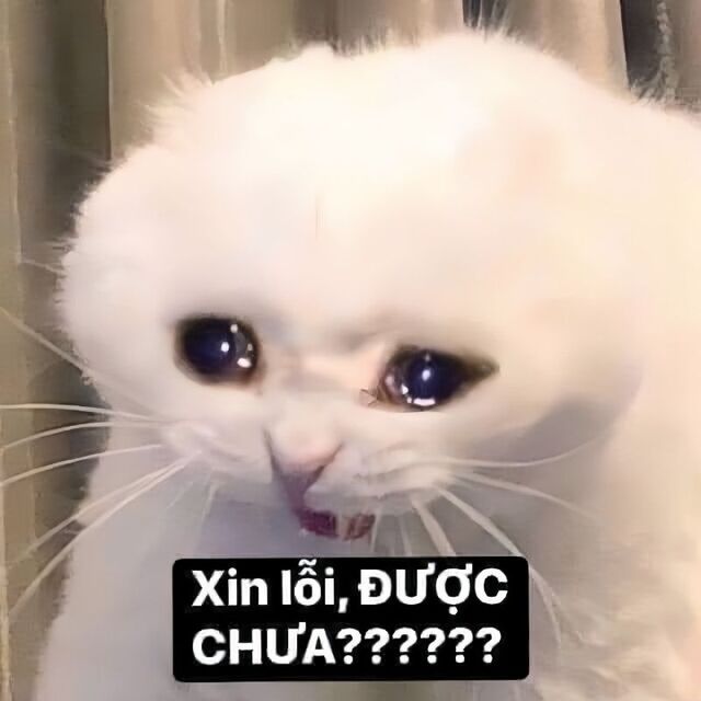 meme mèo xin lỗi cute nhất