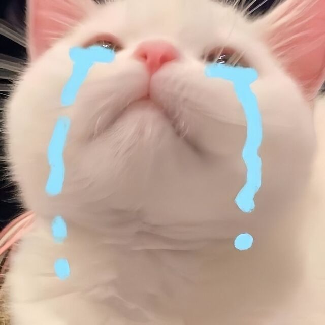 meme mèo xin lỗi cute nhất