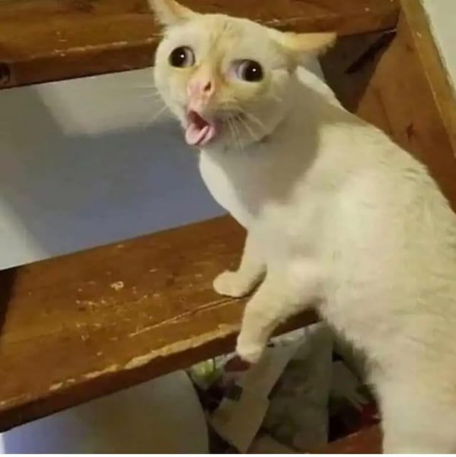 Avatar vô tri meme