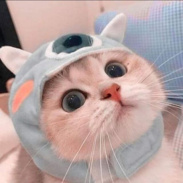 Avatar mèo tự nhiên dễ thương ngộ nghĩnh