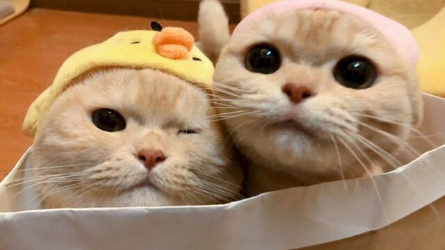 Avatar mèo tự nhiên dễ thương ngộ nghĩnh