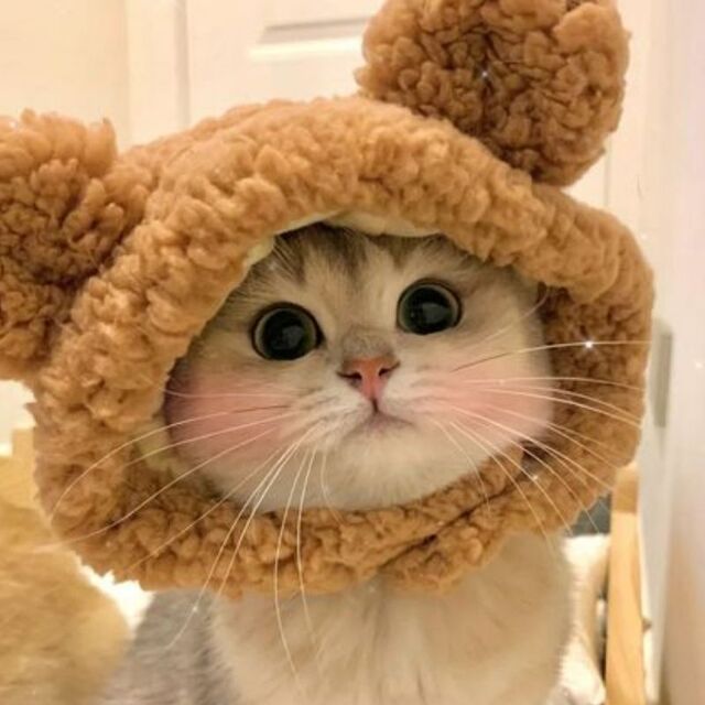 Avatar mèo tự nhiên dễ thương ngộ nghĩnh