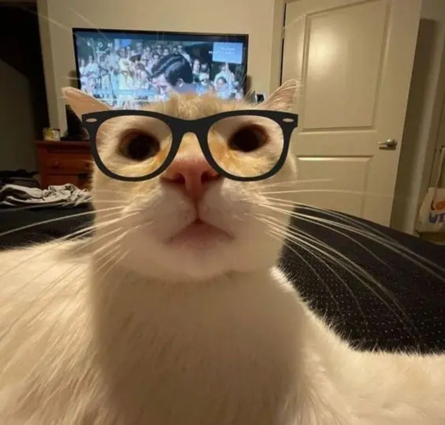 Avatar mèo vô tri