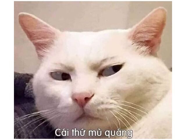 Avatar mèo vô tri