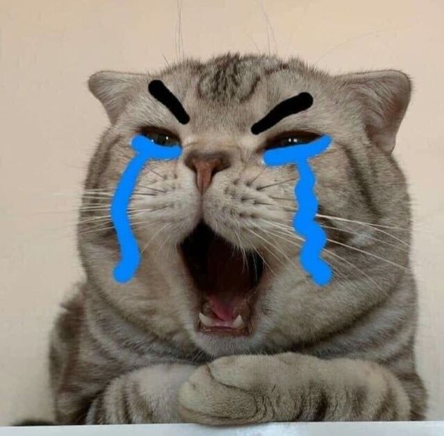 Avatar mèo vô tri