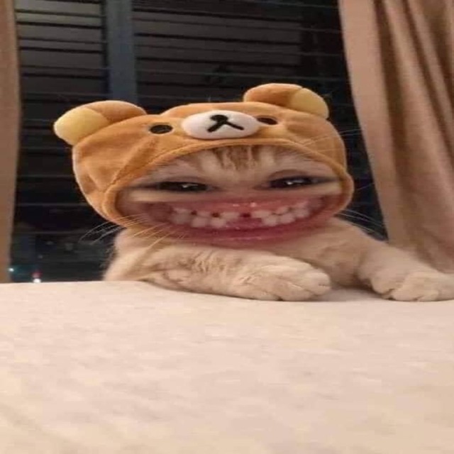 Avatar mèo vô tri