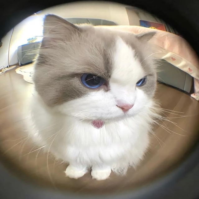 Avatar mèo vô tri