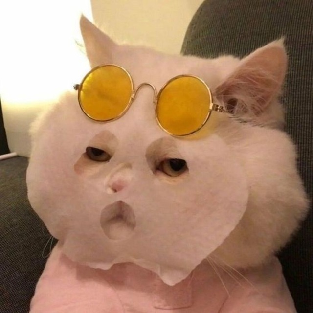 Avatar mèo vô tri