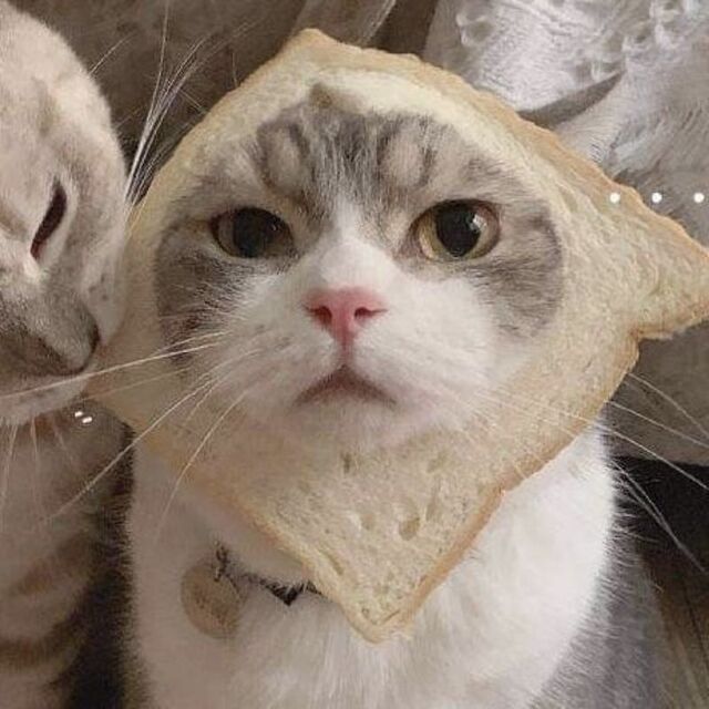 Hình avatar cute mèo