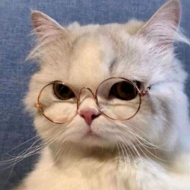 Hình avatar cute mèo