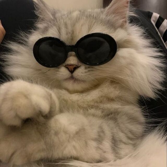 Hình avatar cute mèo