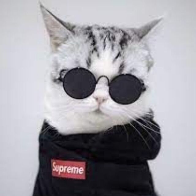 Hình avatar cute mèo