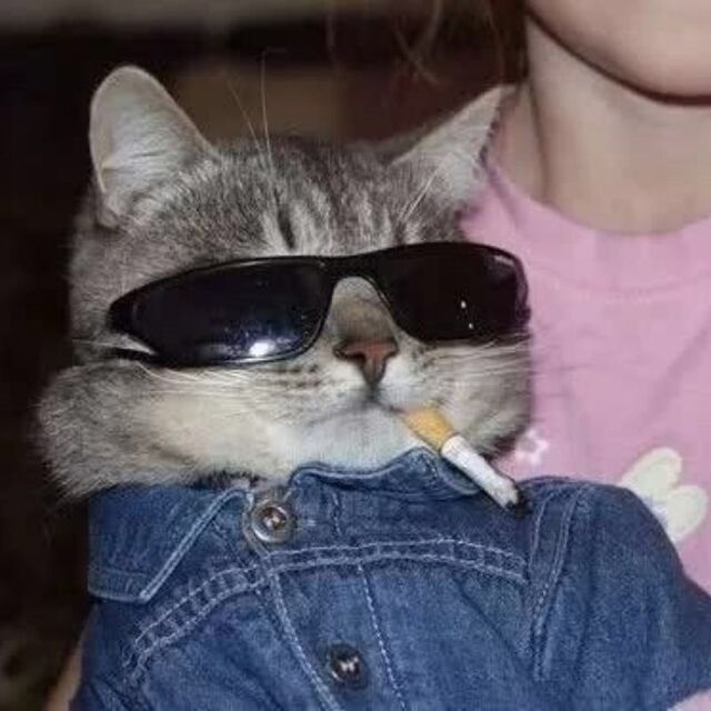 Hình avatar cute mèo