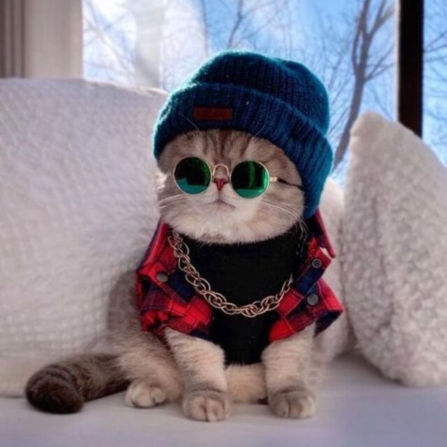 Hình avatar cute mèo