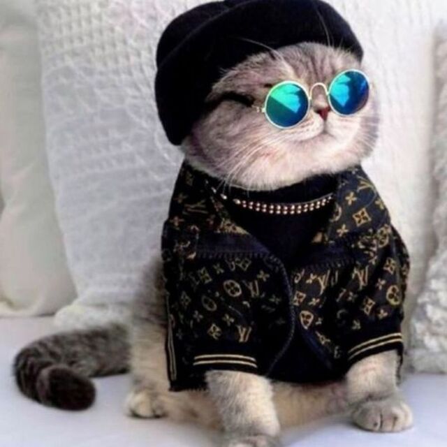 Hình avatar cute mèo