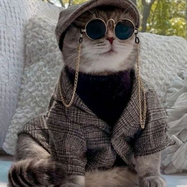 Hình avatar cute mèo