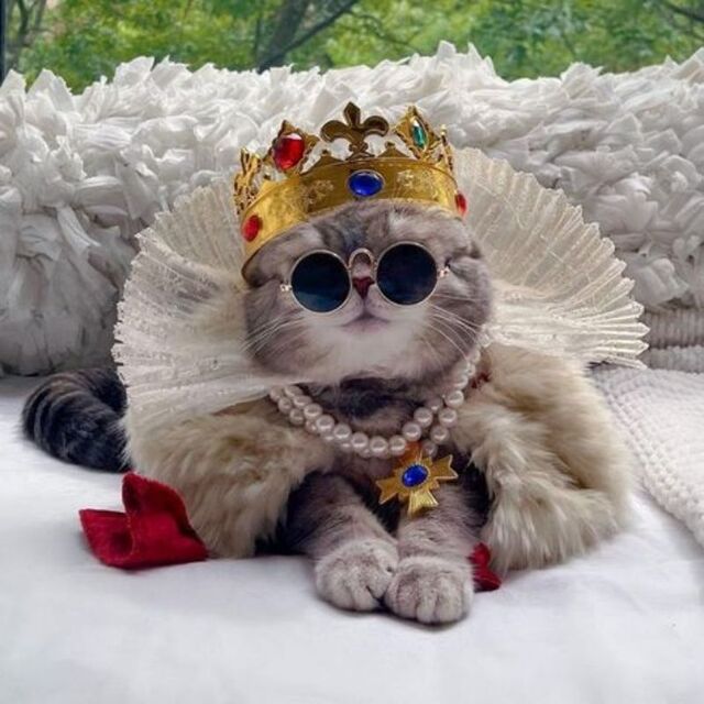 Hình avatar cute mèo