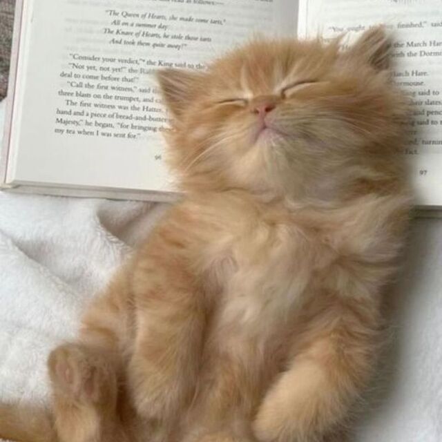 Hình avatar cute mèo