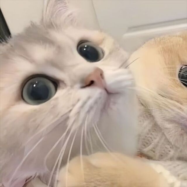Hình avatar cute mèo