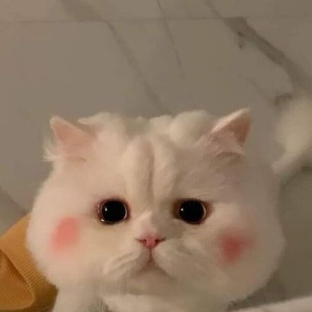 Hình avatar cute mèo