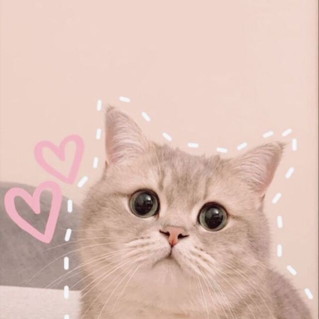 Hình avatar cute mèo