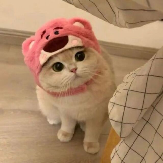 Hình avatar cute mèo