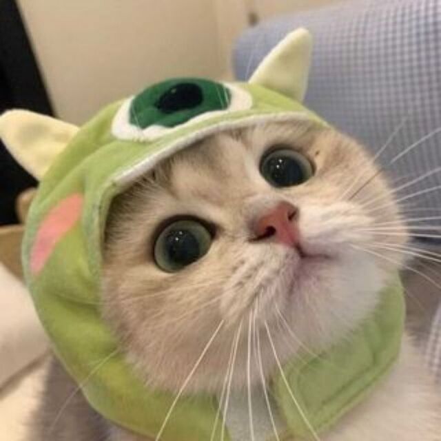 Hình avatar cute mèo